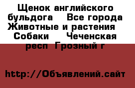 Щенок английского бульдога  - Все города Животные и растения » Собаки   . Чеченская респ.,Грозный г.